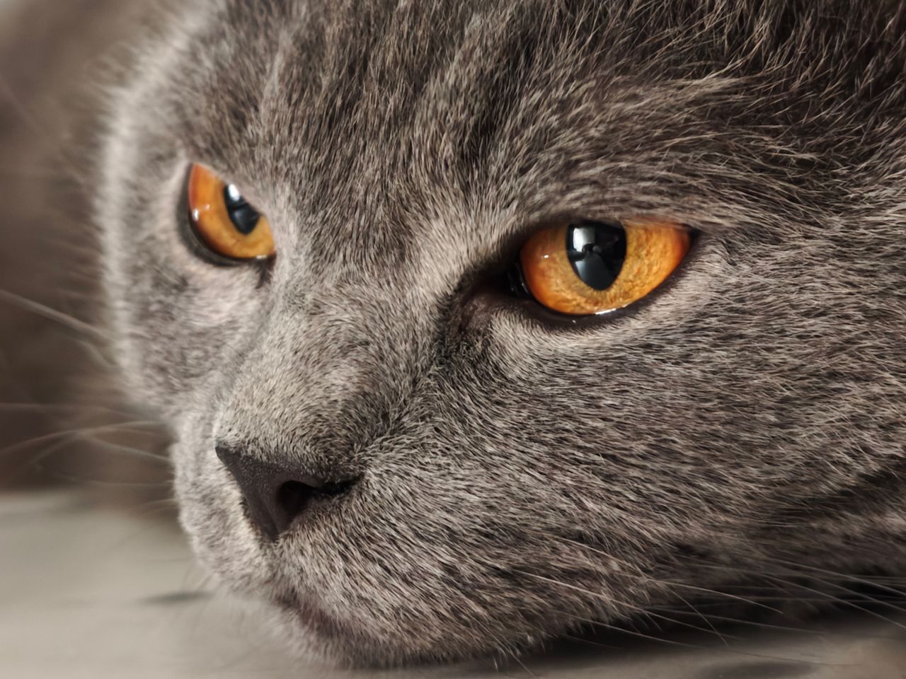 Detailed close-up of a grey cat's face with striking amber eyes showing in focus.